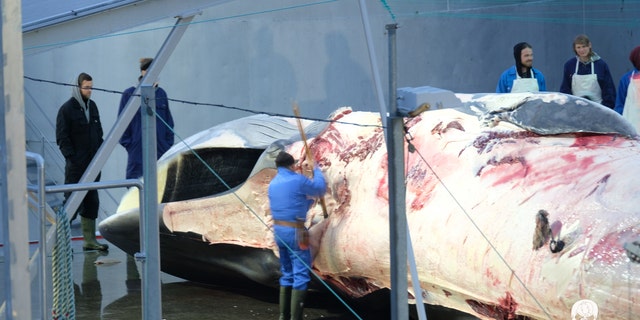 GRAPHIC IMAGES: Endangered Fin Whales Slaughtered In Iceland | Fox News