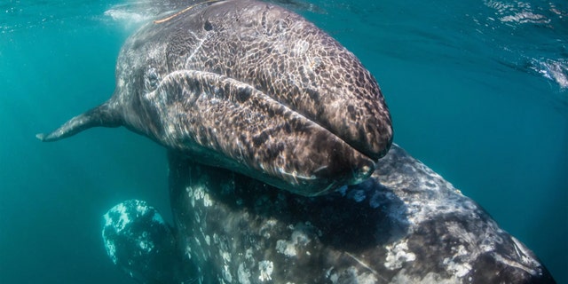 Pliny the Elder wrote in the first century A.D. about gray whale (Eschrichtius robustus) mothers and calves, like these here, getting attacked by killer whales near the Strait of Gibraltar. Now scientists believe him. Credit: robertharding/Alamy