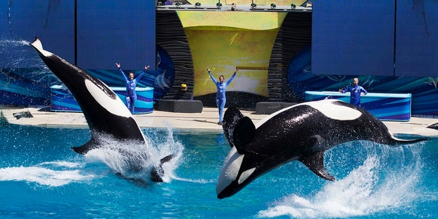 SeaWorld announced that they euthanized Kasatka, an ill orca whale at their San Diego park, after her health was declining.