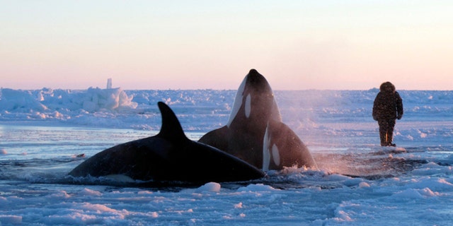 Jan. 8, 2013: In this photo provided by Marina Lacasse, killer whales surface through a small hole in the ice near Inukjuak, in Northern Quebec.