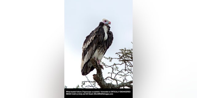 Trigonoceps occipitalis, White-headed Vulture, Adult, Tanzania