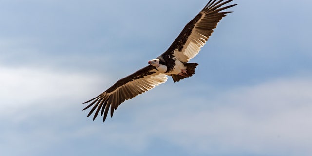 White-headed Vulture (Trigonoceps occipitalis).