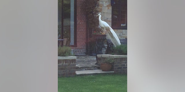 Collect picture of Bertie at home in Handcross, Sussex. See National News story NNGHOST; A cheeky white peacock is attracting attention once again after wandering into a village more than a mile from his home on his annual quest to find a mate. Last year, Rose Botting, 55, had her first encounter with the mischievous Bertie when he caused a week of havoc blocking roads, hopping onto rooftops and startling locals before being reunited with his owner. It is no coincidence almost a-year-to-the-day later, during this year's peacock mating season, Bertie reappeared in Rose's village, fanning his beautiful white feathers and dancing in her neighbour's drive, in another bid to attract a female. On Sunday afternoon (27 May), Bertie shuffled onto Rose's street in Handcross, West Sussex, where she found him on the roof of her neighbour's house.