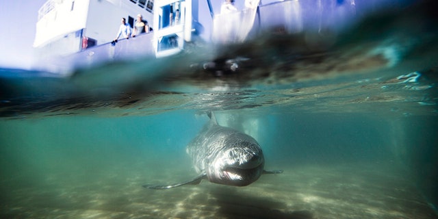 In this Aug. 23, 2016 photo provided by OCEARCH, a juvenile male great white shark named Paumanok swims away after researchers tagged and sampled him off the point of Montauk, N.Y. The expedition said it has confirmed that waters between southern Massachusetts and New York's Long Island point are a nursery where the powerful predators spend much of the first year of their lives feeding and growing. (Robert Snow/OCEARCH via AP)