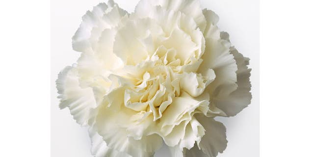 The White Carnation was Belmont's signature cocktail for years, until race officials realized it wasn't popular with racegoers.