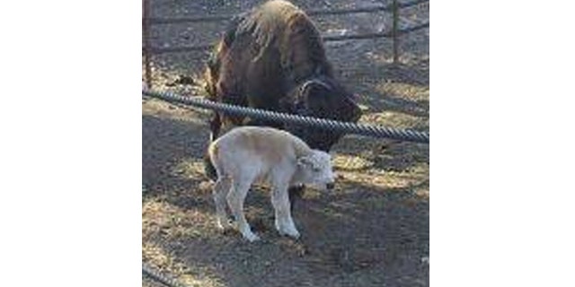 A rare white buffalo was born and seen by some as a positive sign for an area near Colorado Springs devastated by wildfires.