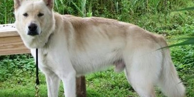 The stolen dog before it was dyed purple.