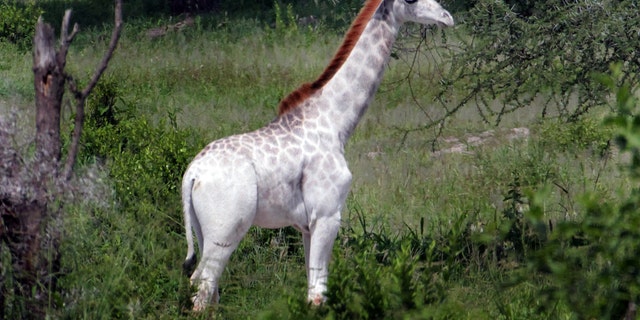 Omo the white giraffe (DEREK LEE/ CATERS NEWS)