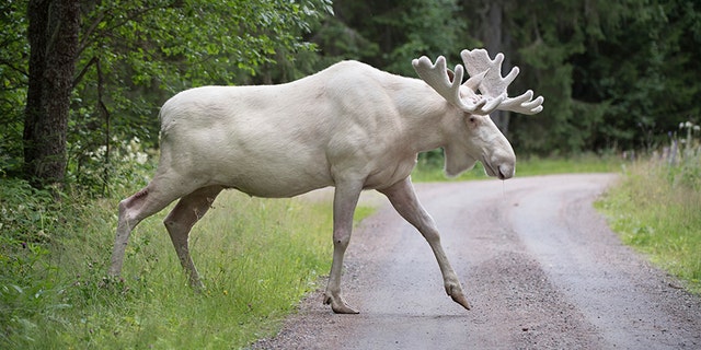 File photo -- In this July 31, 2017 file photo a rare white moose is spotted in Gunnarskog, Varmland province, Sweden. There are only around 100 white moose in Sweden. They aren't albino but instead grow white fur due to a generic mutation. (Tommy Pedersen / TT via AP)
