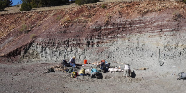 Crews excavating vertebrate fossils from the Hayden Quarry at Ghost Ranch, NM. These rocks contain abundant fossils of pollen, charcoal, fish, and reptiles, all of which were used to reconstruct the ecosystem and environment of this area 212 million years ago.
