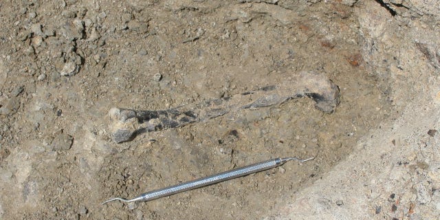 This 212 million-year-old leg bone of an early carnivorous dinosaur is encased in rock prior to excavation at the Hayden Quarry, Ghost Ranch, New Mexico. Dinosaurs such as these were still small and uncommon components of their ecosystems in the low latitudes during the Late Triassic Period.