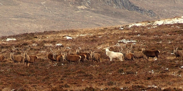 The rare white stag was spotted in the Scottish Highlands