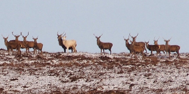 The location of the white stag sighting is being kept secret to protect the animal from poachers and hunters
