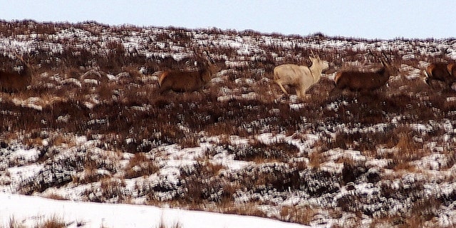 The white stag is one of just a handful in Britain