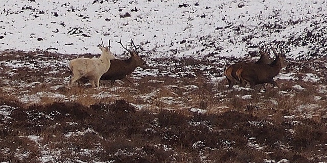 There are numerous references to the white stag or "white hart" in British folklore