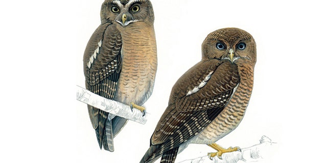 Two new species of owls have been discovered in the Philippines. At the top left is the Cebu Hawk-owl and at the bottom right is the Camiguin Hawk-owl.