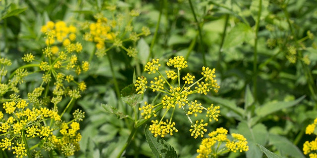 Wild parsnip plant can grow up to 5 feet tall and has a green-yellow stem.