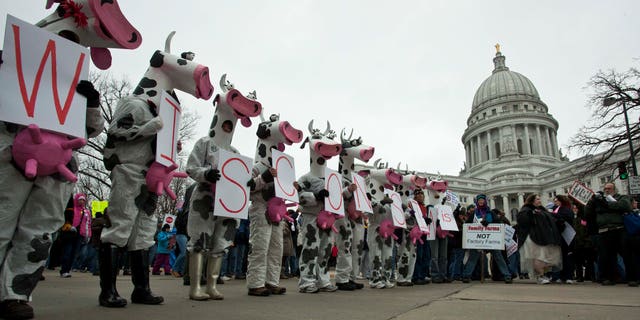 Protesters in cow costumes stand outside the state Capitol Saturday, March 12, 2011, in Madison, Wis. (AP)