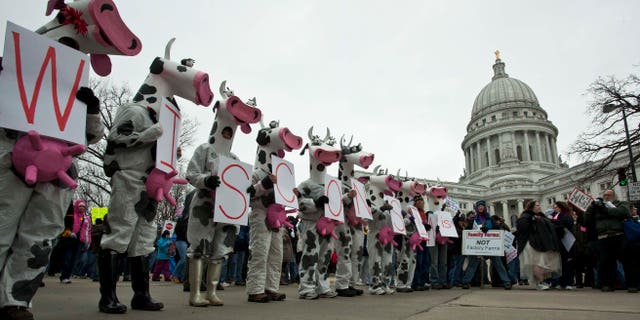 Protesters in cow costumes stand outside the state Capitol Saturday, March 12, 2011, in Madison, Wis. (AP)