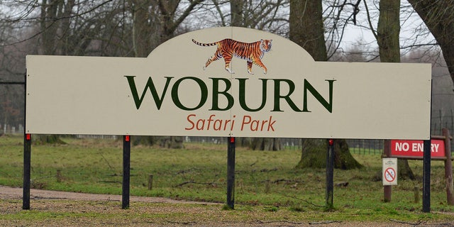 Thirteen monkeys died in a fire at Woburn Safari Park in the United Kingdom.