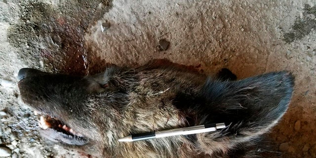 Mysterious wolf-like creature killed in Montana ID'd through DNA test | Fox  News
