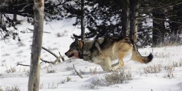 February 16: A gray wolf is seen on the run near Blacktail Pond in Yellowstone National Park in Park County, Wyo. Tens of thousands of gray wolves would be returned to the woods of New England, the mountains of California, the wide open Great Plains and the desert West under a scientific petition filed with the federal government Tuesday, July 20, 2010. (AP)
