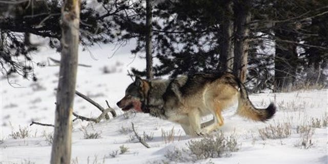 February 16: A gray wolf is seen on the run near Blacktail Pond in Yellowstone National Park in Park County, Wyo. Tens of thousands of gray wolves would be returned to the woods of New England, the mountains of California, the wide open Great Plains and the desert West under a scientific petition filed with the federal government Tuesday, July 20, 2010. (AP)