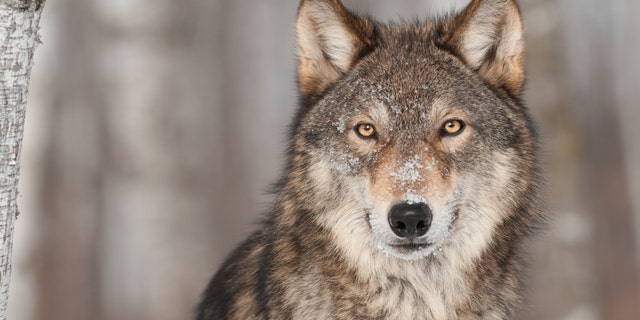 Grey Wolf (Canis lupus) Portrait - captive animal