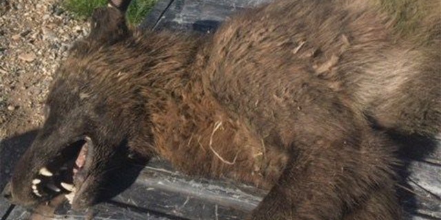 A rancher in Montana reported shooting a wild animal that has wildlife officials wondering what it was .