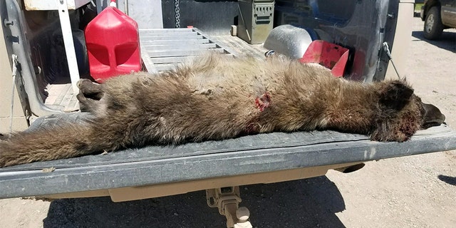 "We have no idea what it was," Montana Fish, Wildlife and Parks spokesman Bruce Auchly said.