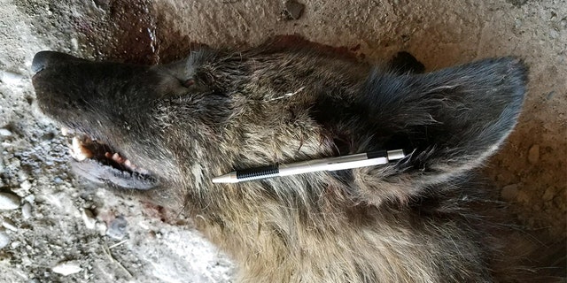 This animal was killed May 16 when it came within several hundred yards of a rancher’s livestock.