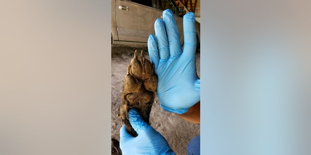 Montana wildlife officials said the front paws of the animal were too small to be a pure-bred wolf