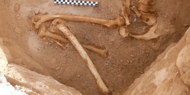 Remains of the pregnant woman's fetus bones in her pelvis can be seen in this photo. She was in her first trimester when she died.