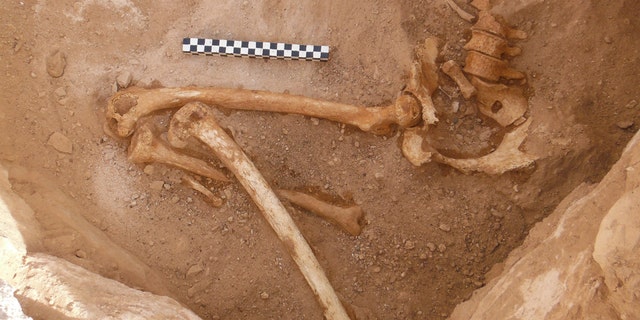 Remains of the pregnant woman's fetus bones in her pelvis can be seen in this photo. She was in her first trimester when she died.
