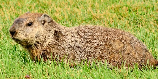 A bullet meant for a woodchuck accidentally struck a nearby golfer in Wisconsin on Monday.