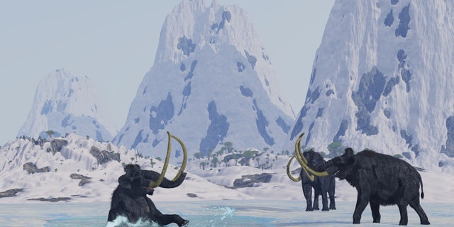 Help! A male woolly mammoth has fallen through the ice of a frozen lake.