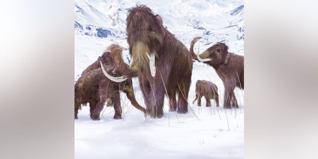 An illustration of a family of Woolly Mammoths grazing on what is left of the grasses as winter approaches in this ice age scene.