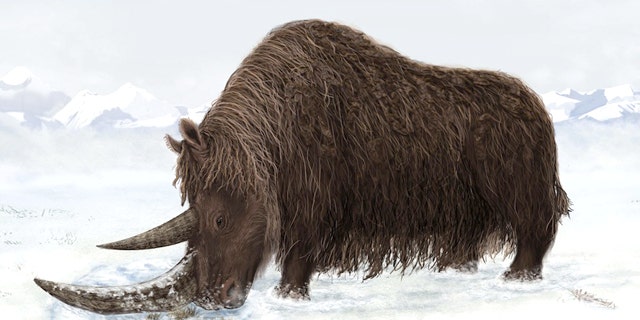 A rhino fossil discovered in 2007 and reported in the journal Science Sept. 2, 2011 belonged to a woolly giant with a flat horn for sweeping away snow.