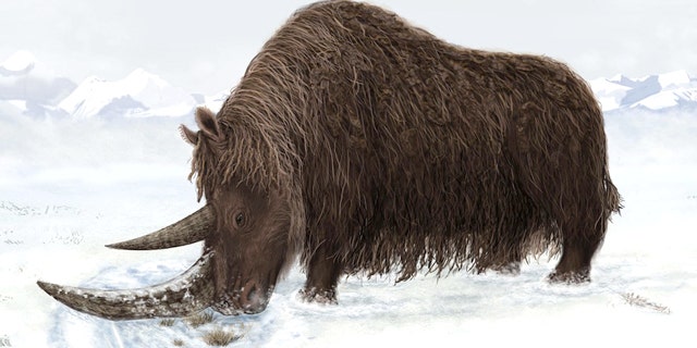 A rhino fossil discovered in 2007 and reported in the journal Science Sept. 2, 2011 belonged to a woolly giant with a flat horn for sweeping away snow.