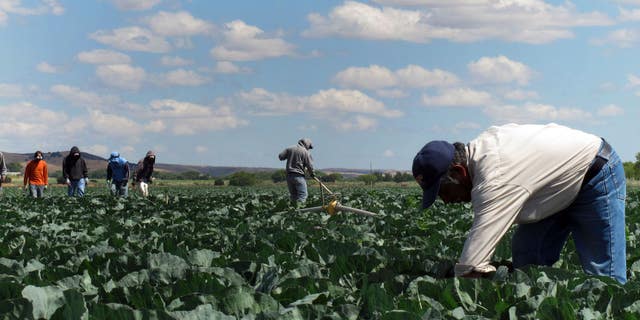 Fotografía del 1 de junio de 2011 en la que varios jornaleros mexicanos trabajan en un cultivo de col cerca de King City, California. (Foto AP/Gosia Wozniacka)