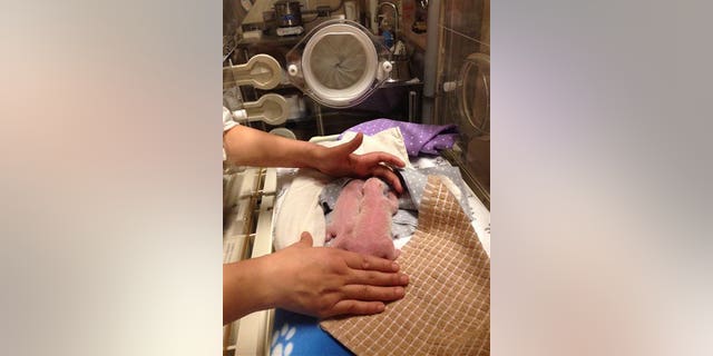 In this photo provided by the Toronto Zoo, two baby pandas are shown after they were born, Tuesday, Oct. 13, 2015, in Toronto. Zoo staff say the cubs and their mother, Er Shun, a panda on loan from China, "all appear to be doing well," but note the next few days and weeks are critical and all three will be monitored around the clock. It's the first time giant pandas have been born in Canada. (Toronto Zoo/Canadian Press via AP)
