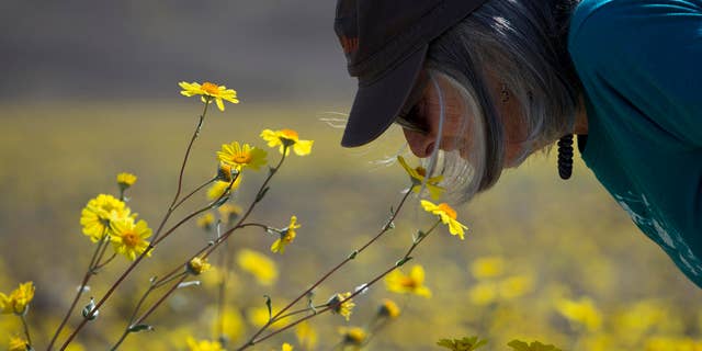 In this Wednesday, Feb. 24, 2016 photo, Jan Gilbert smells wildflowers near Badwater Basin in Death Valley, Calif. A rare super bloom of wildflowers in Death Valley National Park has covered the hottest and driest place in North America with a carpet of gold, attracting tourists from all over the world and enchanting visitors with a stunning display from natures paint brush. The most abundant and eye-catching wildflower is the aptly named desert gold, a large, bright yellow bloom that looks like a daisy. (AP Photo/Jae C. Hong)