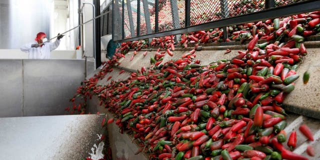 A worker unloads chili peppers for making of Sriracha chili sauce at the Huy Fong Foods factory.