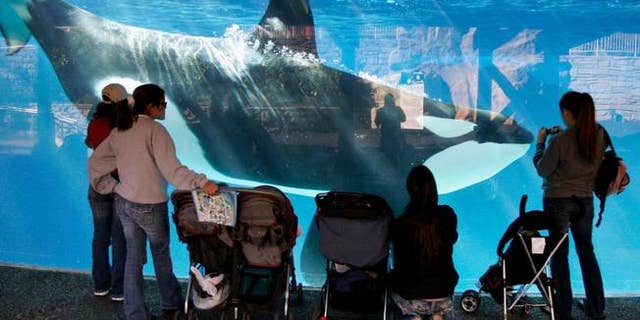 In this file photo from Nov. 2016, park guests watch through glass as a killer whale swims by in a display tank at SeaWorld in San Diego.