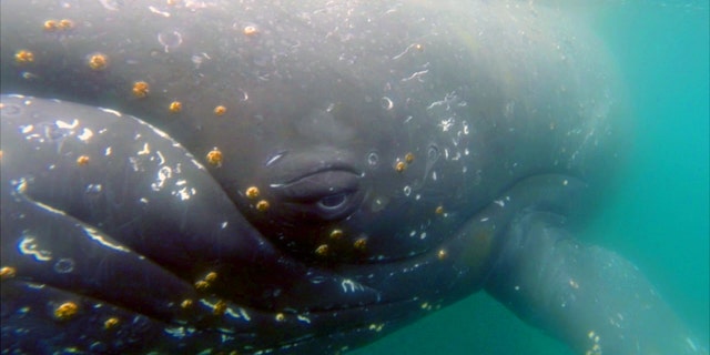 Whales equipped with digital video cameras are giving scientists new insights into a largely unknown world.