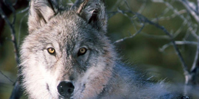 This Jan. 9, 2003 file photo shows a gray wolf watching biologists in Yellowstone National Park in Wyoming, after being captured and fitted with a radio collar.