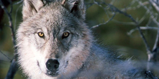 This Jan. 9, 2003 file photo shows a gray wolf watching biologists in Yellowstone National Park in Wyoming, after being captured and fitted with a radio collar.