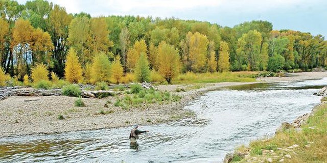 Environmentalists say the Wyoming's waterways are being polluted by runoff from ranches. (AP)
