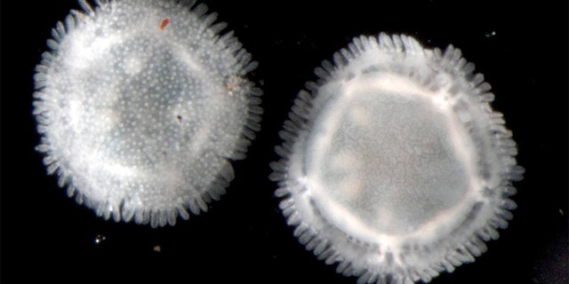 These Xyloplax specimens, spanning less than a quarter-inch (2-5 millimeters) in diameter, were collected in 2010 from the Pacific Ocean at a depth of 7,267 feet (2,202 meters).