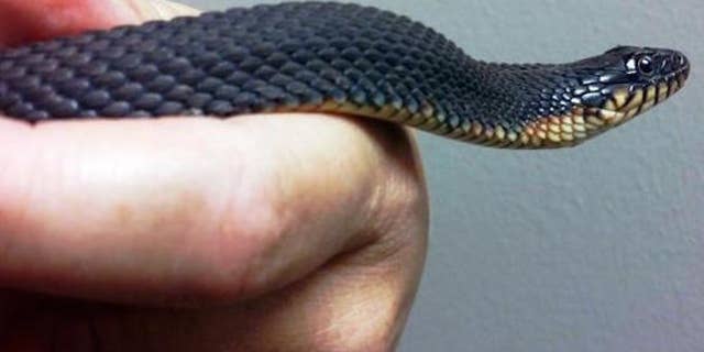 This yellow-bellied water snake at the Cape Girardeau Conservation Nature Center in Missouri may have given birth without help from a male via a reproductive process known as parthenogenesis.